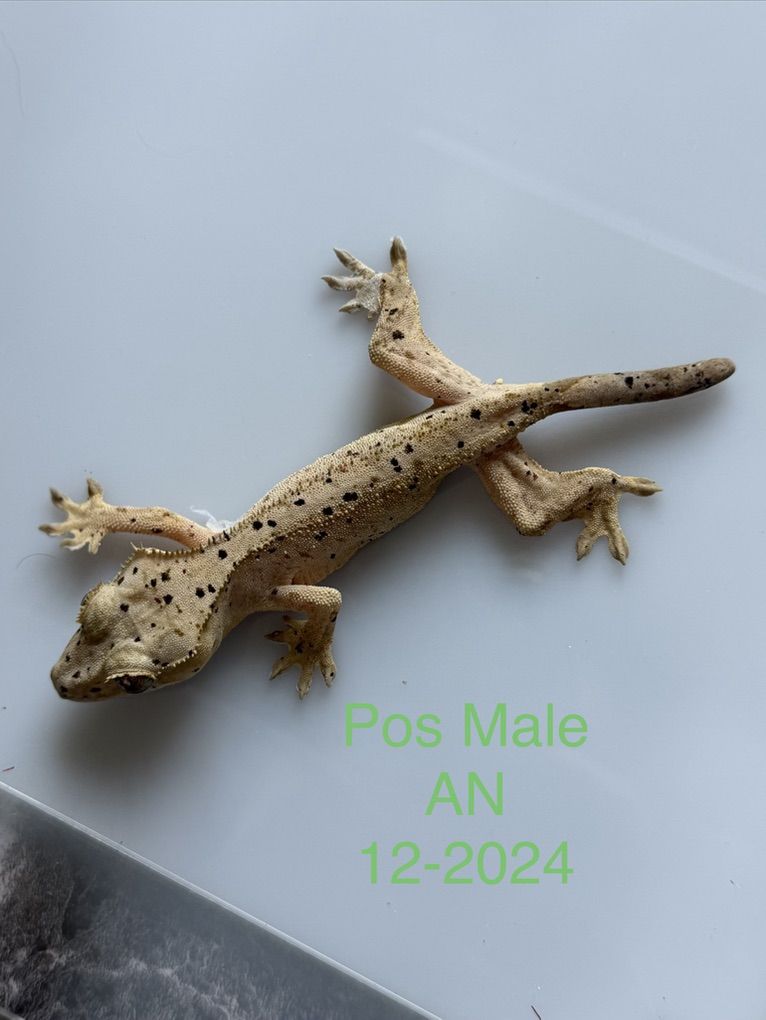 Posible Male Crested Gecko