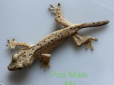 Posible Male Crested Gecko