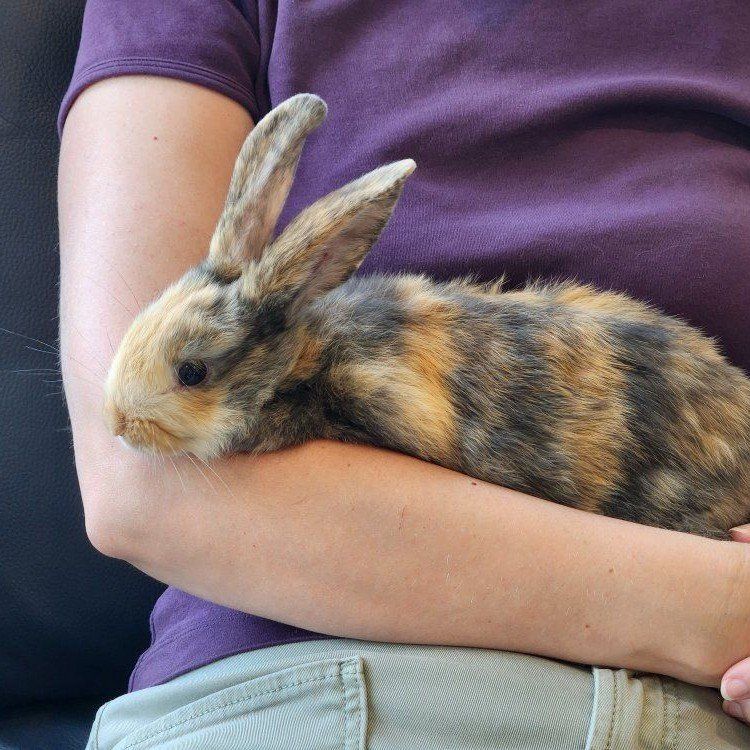 1 left! Beautiful rescued baby bunnies