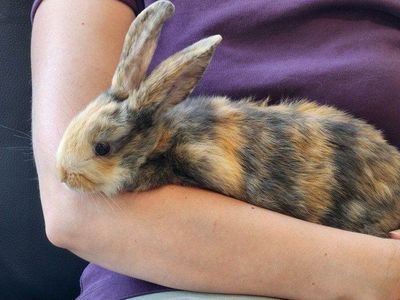 1 left! Beautiful rescued baby bunnies