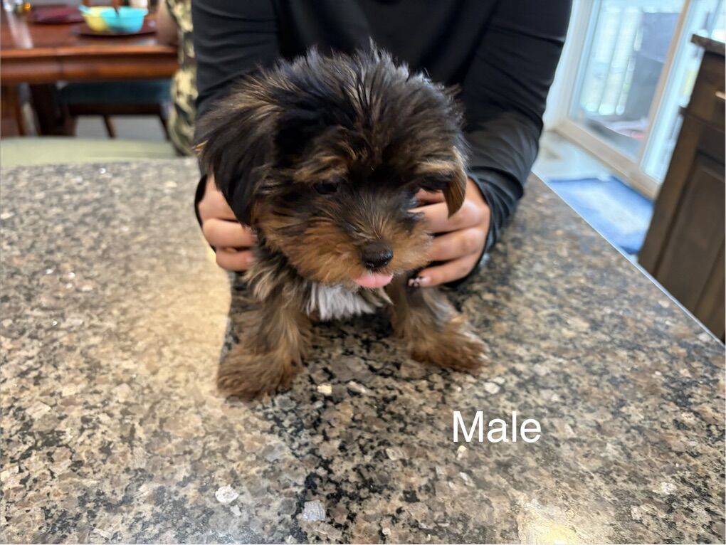 AKC Yorkshire Puppies