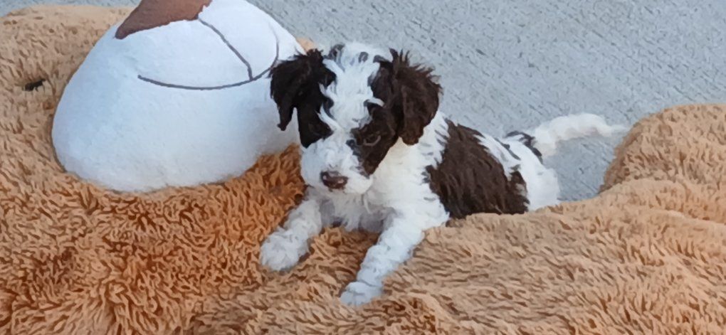 Cavapoo puppies.