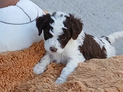 Cavapoo puppies.