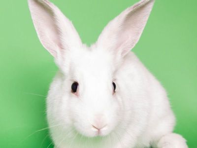 A160201 Meringue is Available for Adoption!