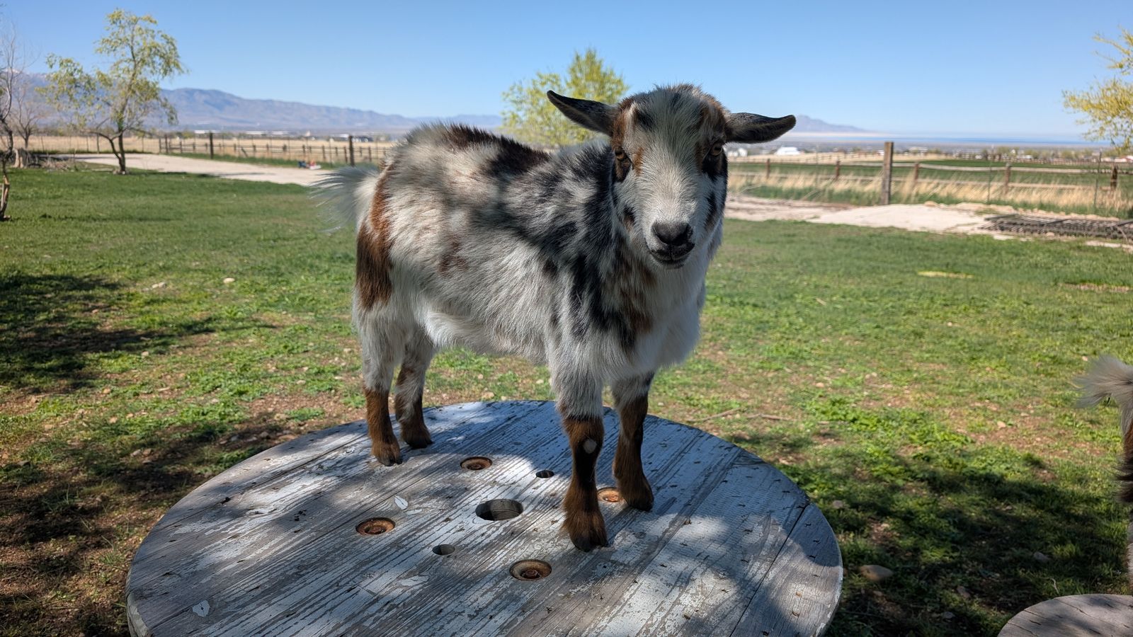 Dwarf pygmy goats for sale