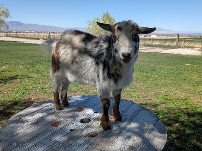 Dwarf pygmy goats for sale