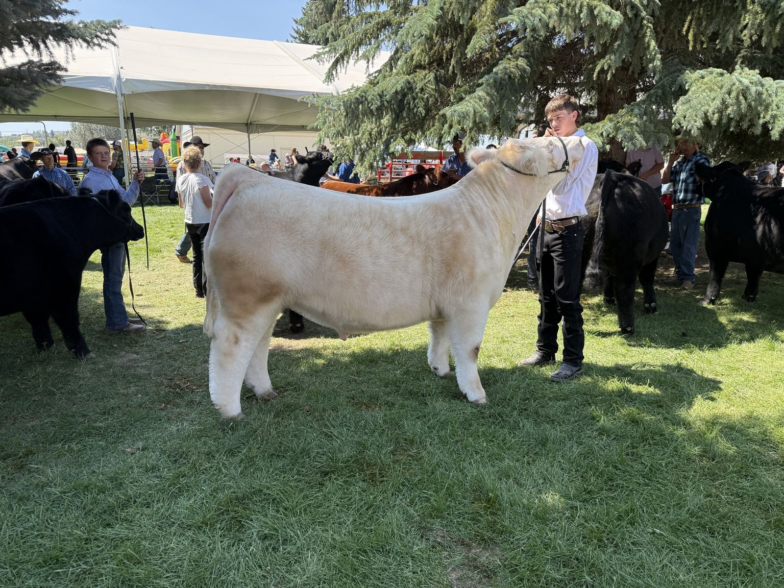 Show steers/Club calves