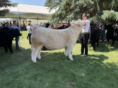 Show steers/Club calves