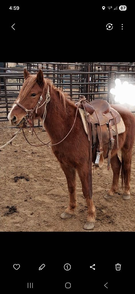 Pony For Sale