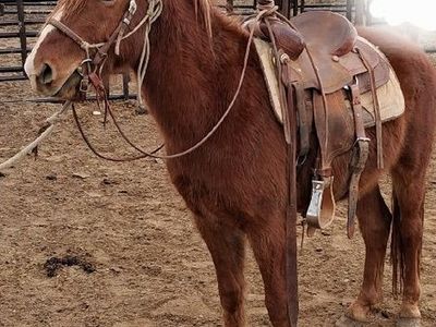 Pony For Sale
