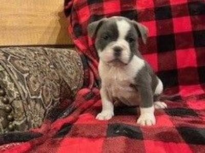 Miniature Old English Bulldog