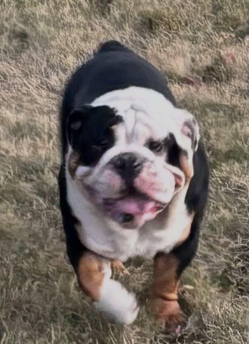 English Bulldog