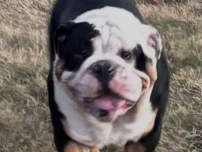 English Bulldog