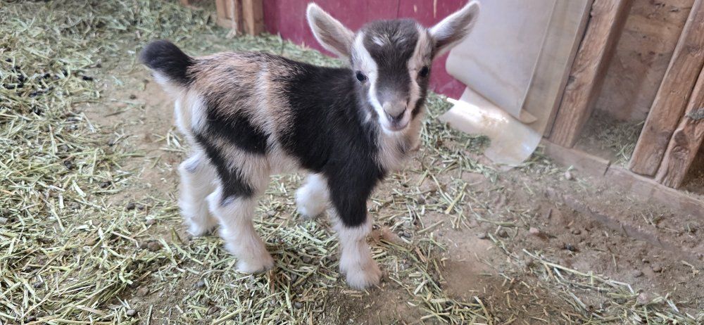 ADGA Nigerian dwarf bucklings