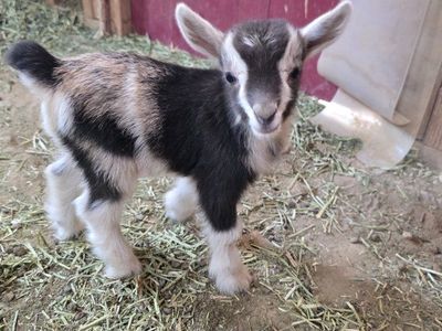 ADGA Nigerian dwarf bucklings