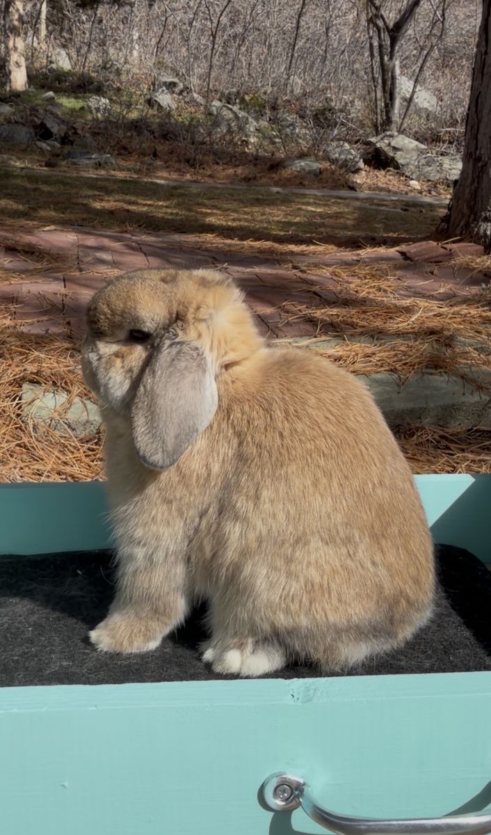 Orange Holland Lop Buck - Pedigreed - Show Quality