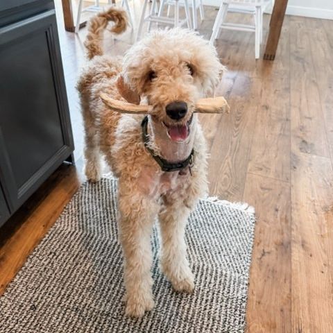 Hello my name is Bella Boo