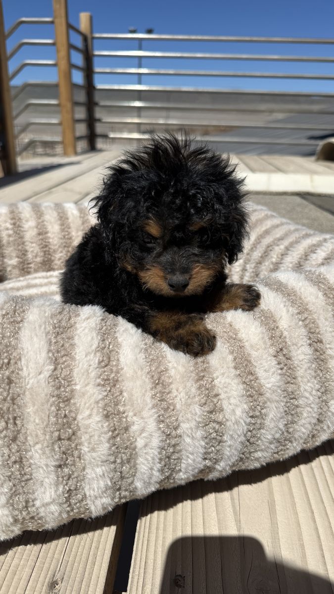 THE CUTEST F1B CAVAPOO PUPPIES
