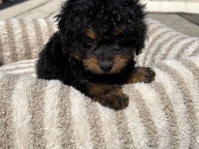 THE CUTEST F1B CAVAPOO PUPPIES