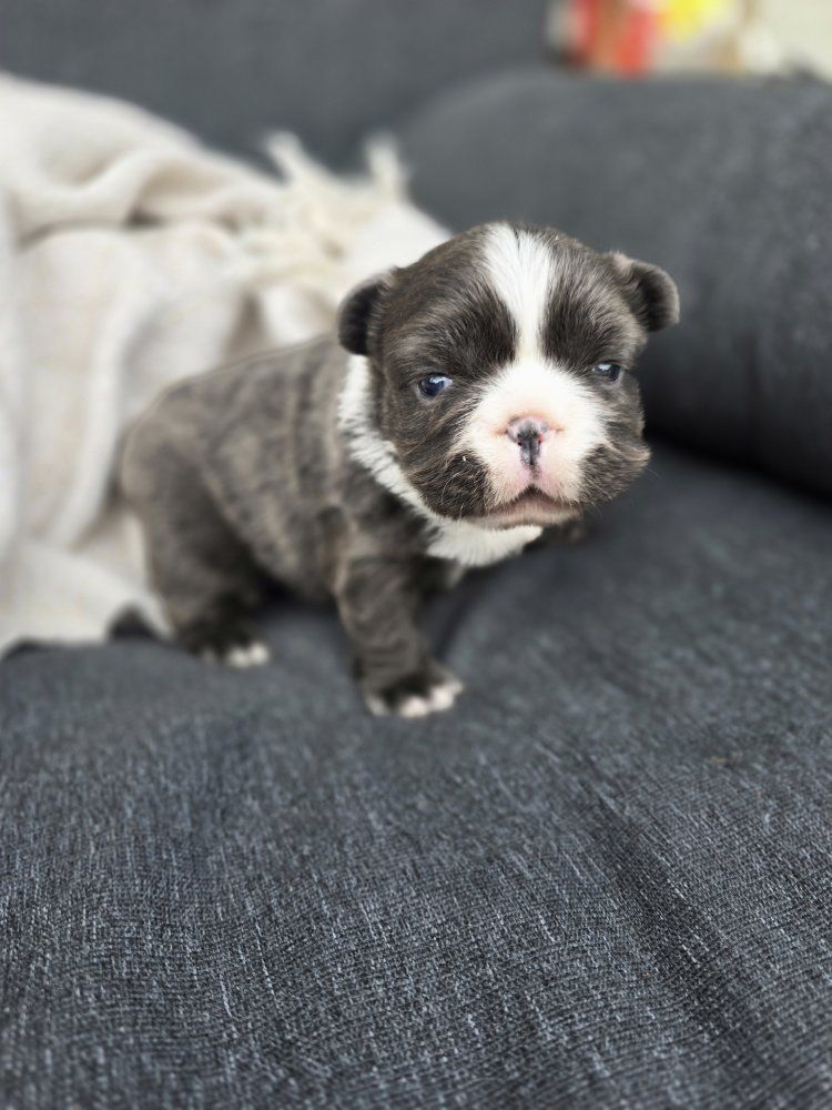AKC Fluffy French Bulldog