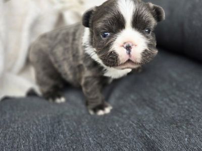 AKC Fluffy French Bulldog