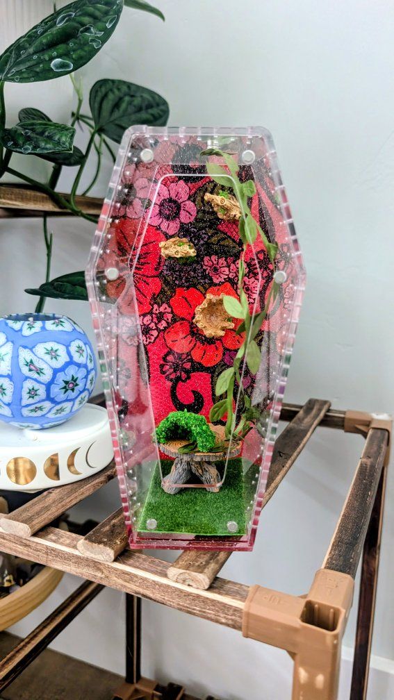 Jumping spider enclosure, spider terrarium, jumping spider home, no spider 