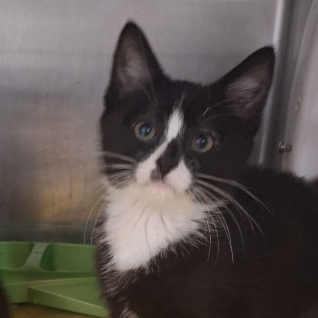 Hello my name is Smudge