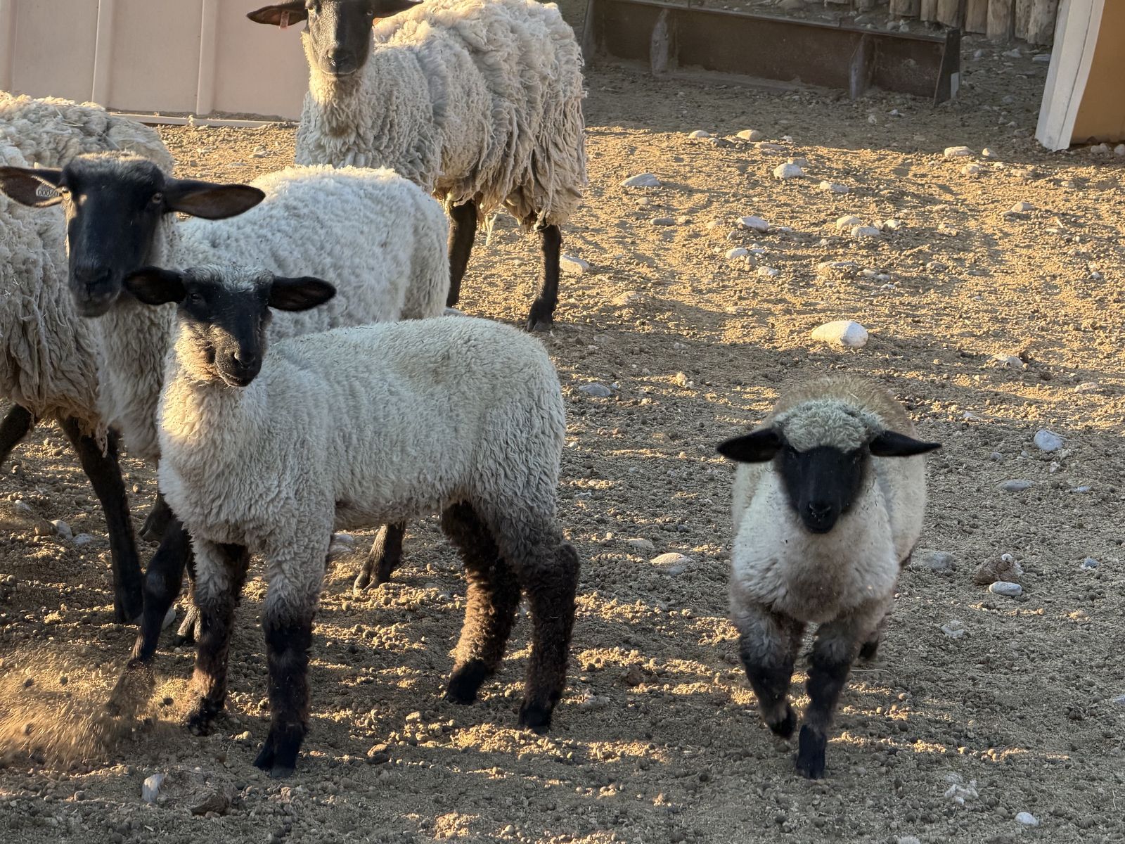 14 Suffolk Hamp cross lambs for sale