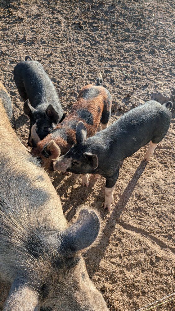 Roaster pigs