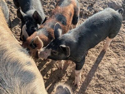 Roaster pigs