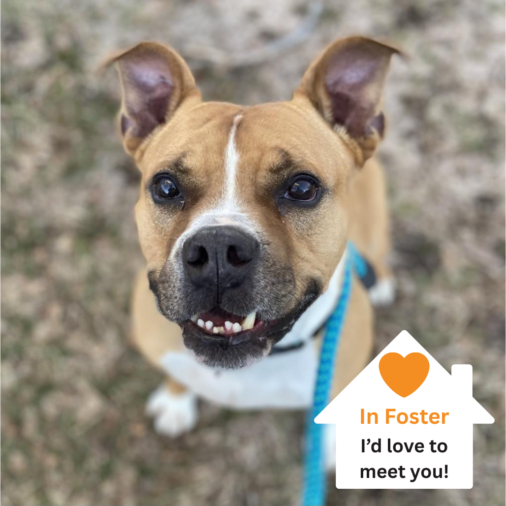 Hello my name is Zeus