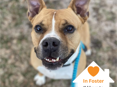 Hello my name is Zeus