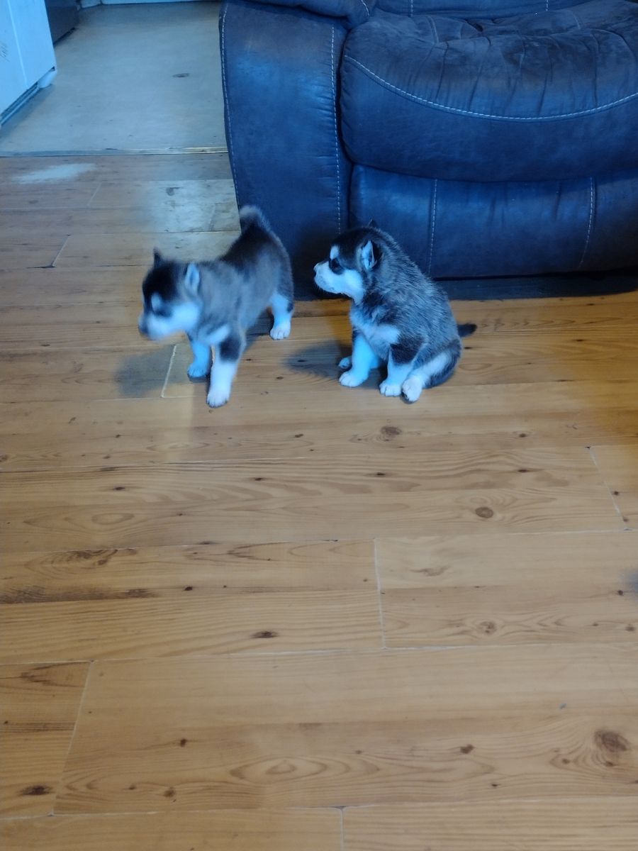 Mini huskies