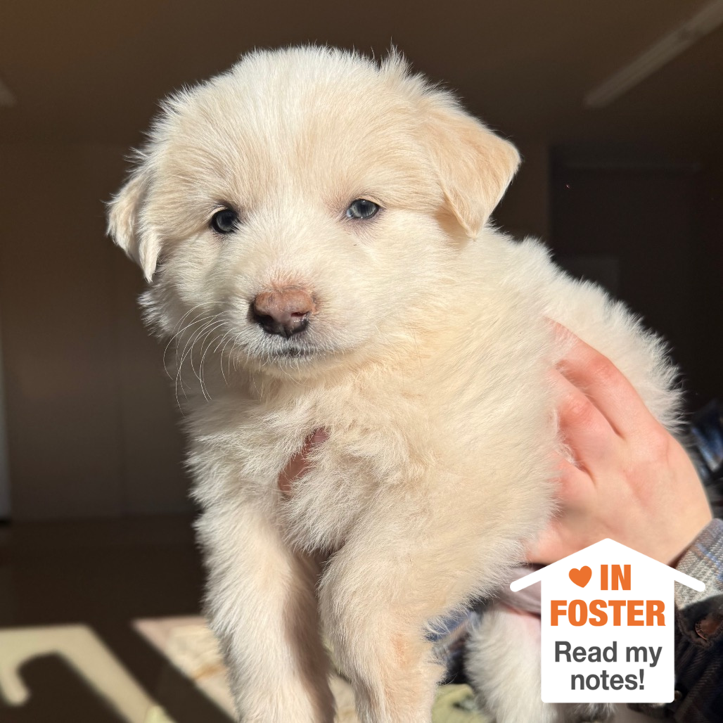 Hello my name is Shumai