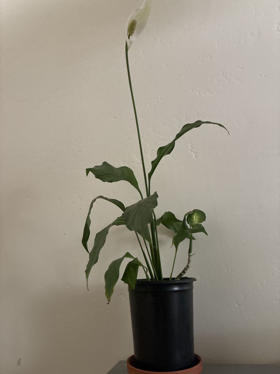 Potted Peace Lily (Spathiphyllum) Live Plant - Home Decor