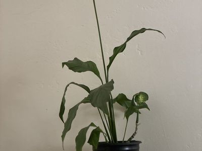 Potted Peace Lily (Spathiphyllum) Live Plant - Home Decor