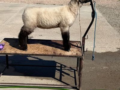 Stock Show Lambs