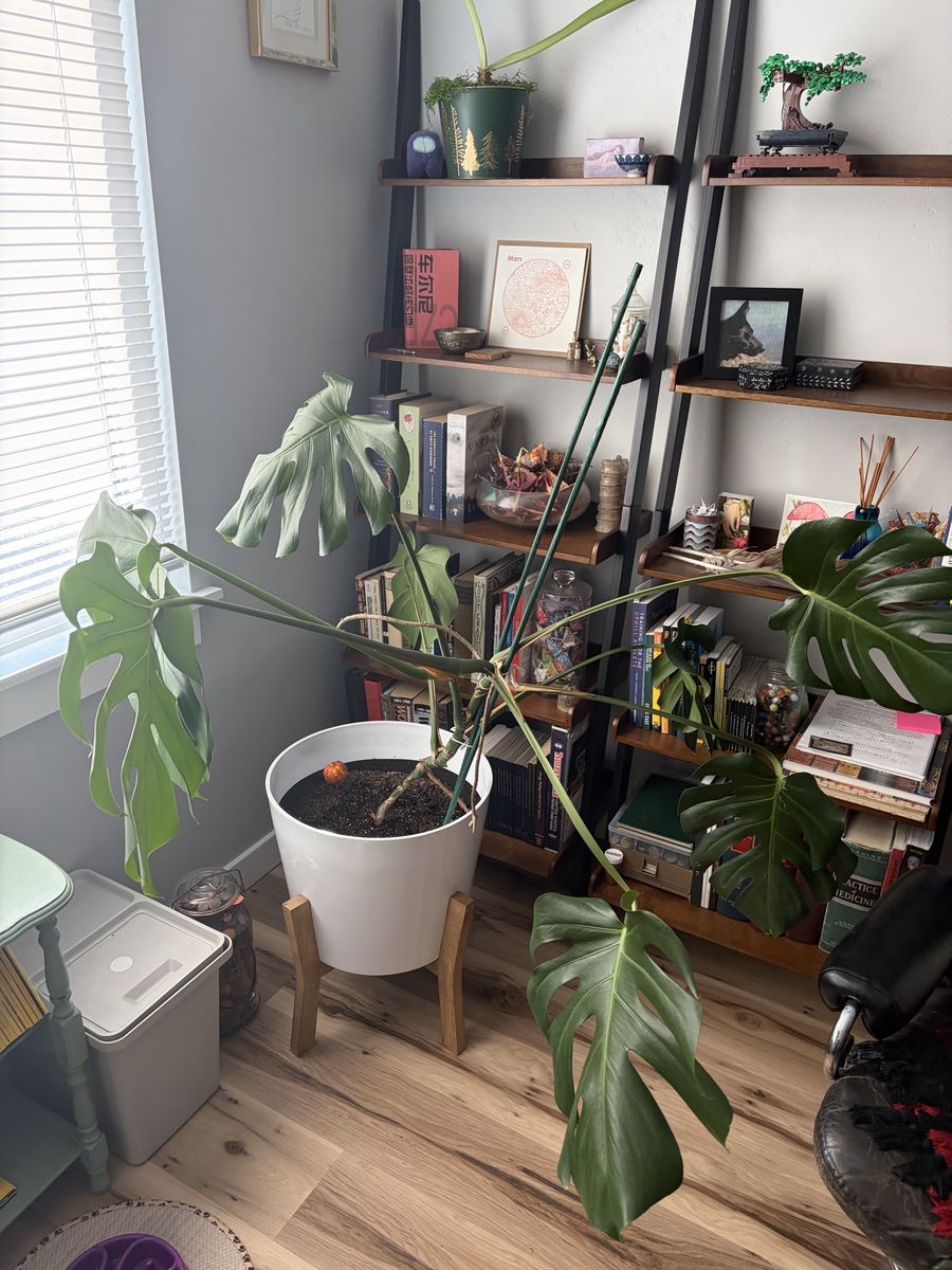 Monstera