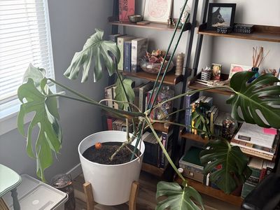 Monstera