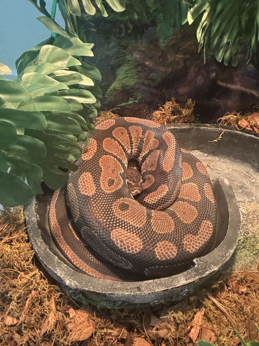 Ball Python & Enclosure