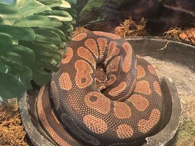 Ball Python & Enclosure