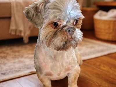 Shih Tzu Shitzu Shihtzu