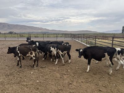 Dairy cross calves