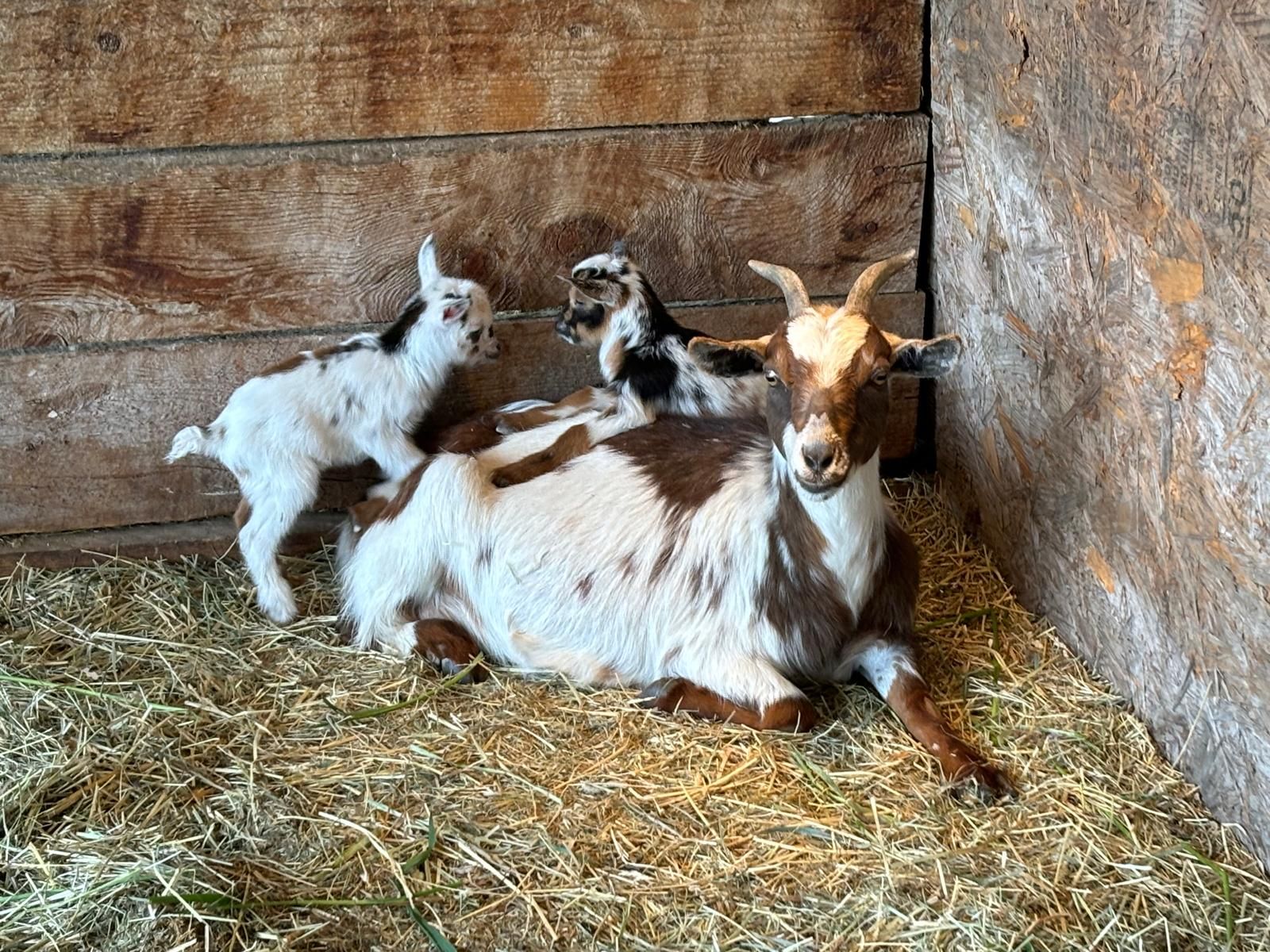 Nigerian Dwarf Doe