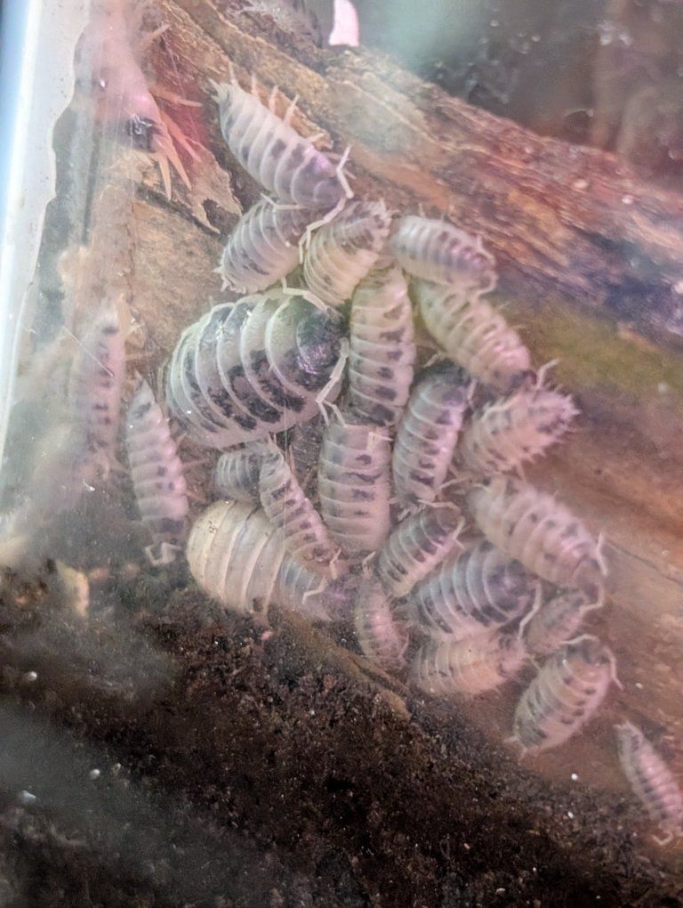 Cow Isopods Colony Start!