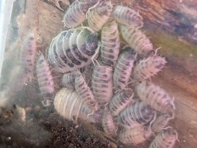 Cow Isopods Colony Start!