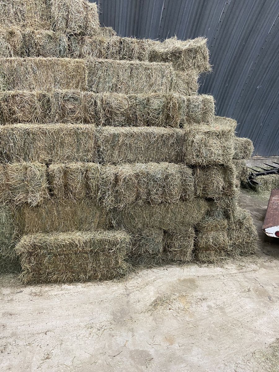 Grass hay