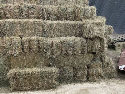 Grass hay