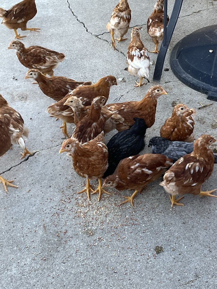 Red Sexlink Pullets (11 weeks old)