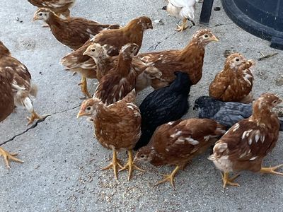 Red Sexlink Pullets (11 weeks old)